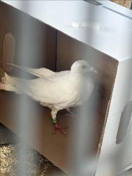 Shelter Stray Unknown Bird last seen , 11361 W Pico Blvd, Los Angeles, CA 90064, USA