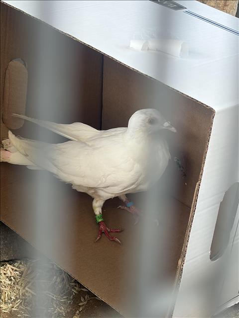 Shelter Stray Unknown Bird last seen , 11361 W Pico Blvd, Los Angeles, CA 90064, USA