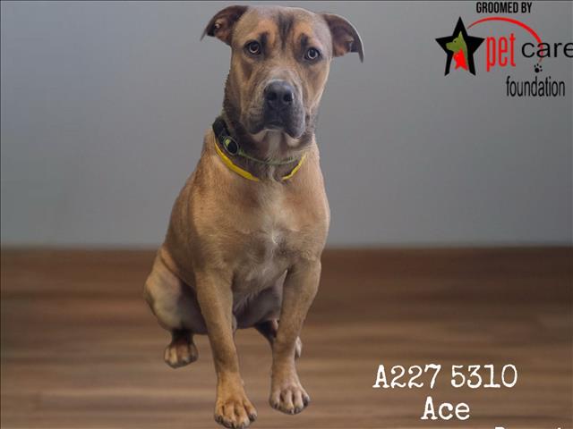 Shelter Stray Male Dog last seen , 1850 W 60th St, Los Angeles, CA 90047, USA