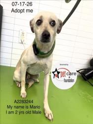 Shelter Stray Male Dog last seen , 1850 W 60th St, Los Angeles, CA 90047, USA