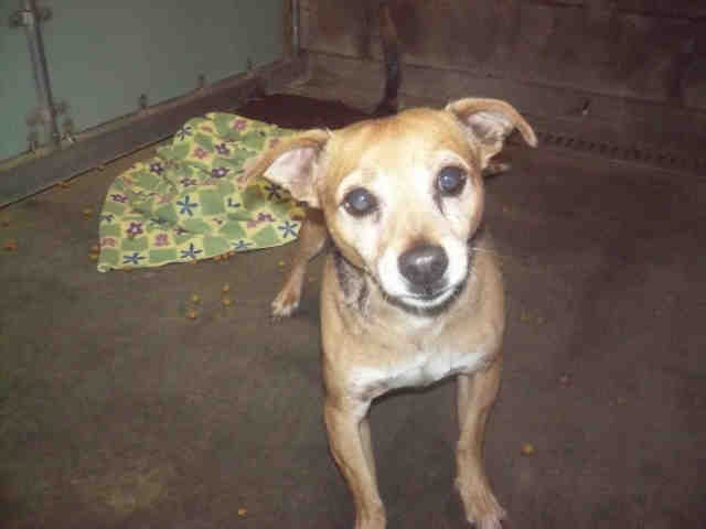 Shelter Stray Male Dog last seen Near BLOCK LAKE ISABELLA CA 93240, 14891 CA-178, Lake Isabella, CA 93240, USA