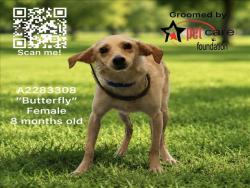 Shelter Stray Female Dog last seen , 1850 W 60th St, Los Angeles, CA 90047, USA