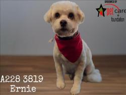 Shelter Stray Male Dog last seen , 1850 W 60th St, Los Angeles, CA 90047, USA