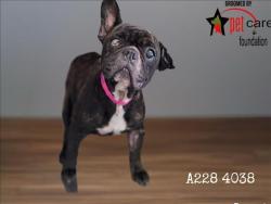 Shelter Stray Female Dog last seen , 1850 W 60th St, Los Angeles, CA 90047, USA