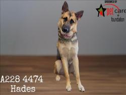 Shelter Stray Male Dog last seen , 1850 W 60th St, Los Angeles, CA 90047, USA