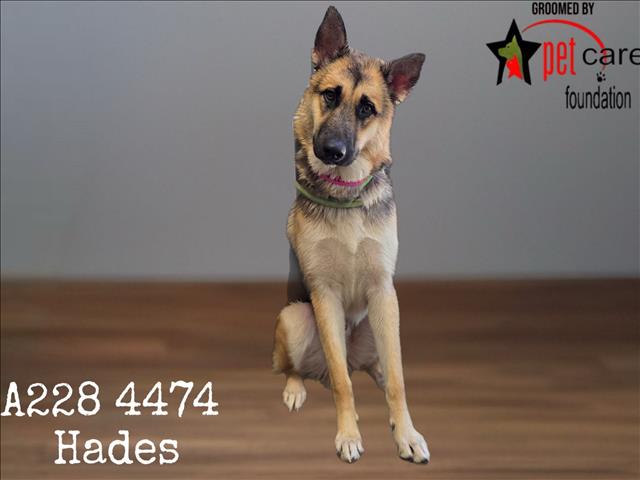 Shelter Stray Male Dog last seen , 1850 W 60th St, Los Angeles, CA 90047, USA