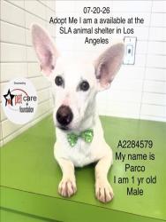 Shelter Stray Male Dog last seen , 1850 W 60th St, Los Angeles, CA 90047, USA