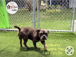 Shelter Stray Male Dog last seen , 1850 W 60th St, Los Angeles, CA 90047, USA