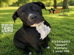 Shelter Stray Female Dog last seen , 1850 W 60th St, Los Angeles, CA 90047, USA