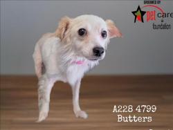 Shelter Stray Female Dog last seen , 1850 W 60th St, Los Angeles, CA 90047, USA
