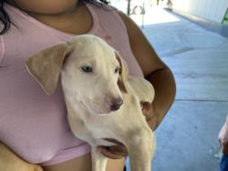 Shelter Stray Male Dog last seen , 1850 W 60th St, Los Angeles, CA 90047, USA
