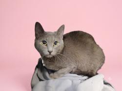 Shelter Stray Female Cat last seen , 1850 W 60th St, Los Angeles, CA 90047, USA