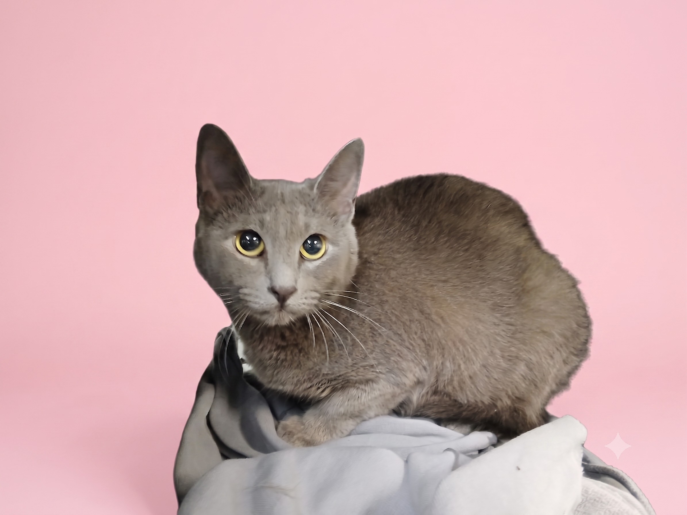 Shelter Stray Female Cat last seen , 1850 W 60th St, Los Angeles, CA 90047, USA