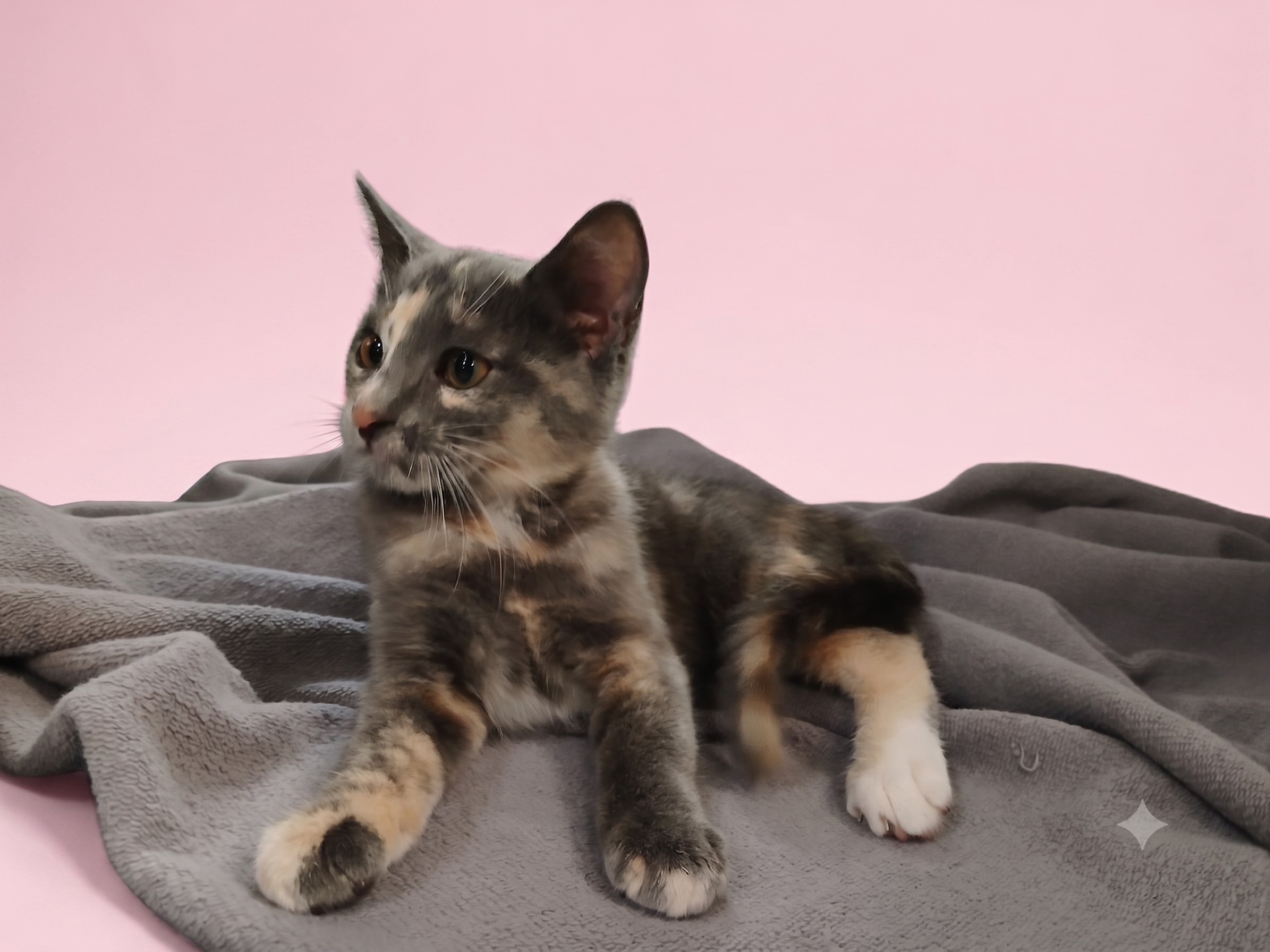 Shelter Stray Female Cat last seen , 1850 W 60th St, Los Angeles, CA 90047, USA