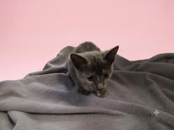 Shelter Stray Female Cat last seen , 1850 W 60th St, Los Angeles, CA 90047, USA
