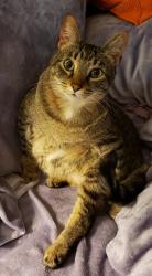 Reunited Male Cat last seen Sirocka Dr, Pecan Valley subdivision @ 820 & Chapin Rd behind the Benbrook water tower, Benbrook, TX 76116