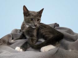 Shelter Stray Male Cat last seen , 1850 W 60th St, Los Angeles, CA 90047, USA
