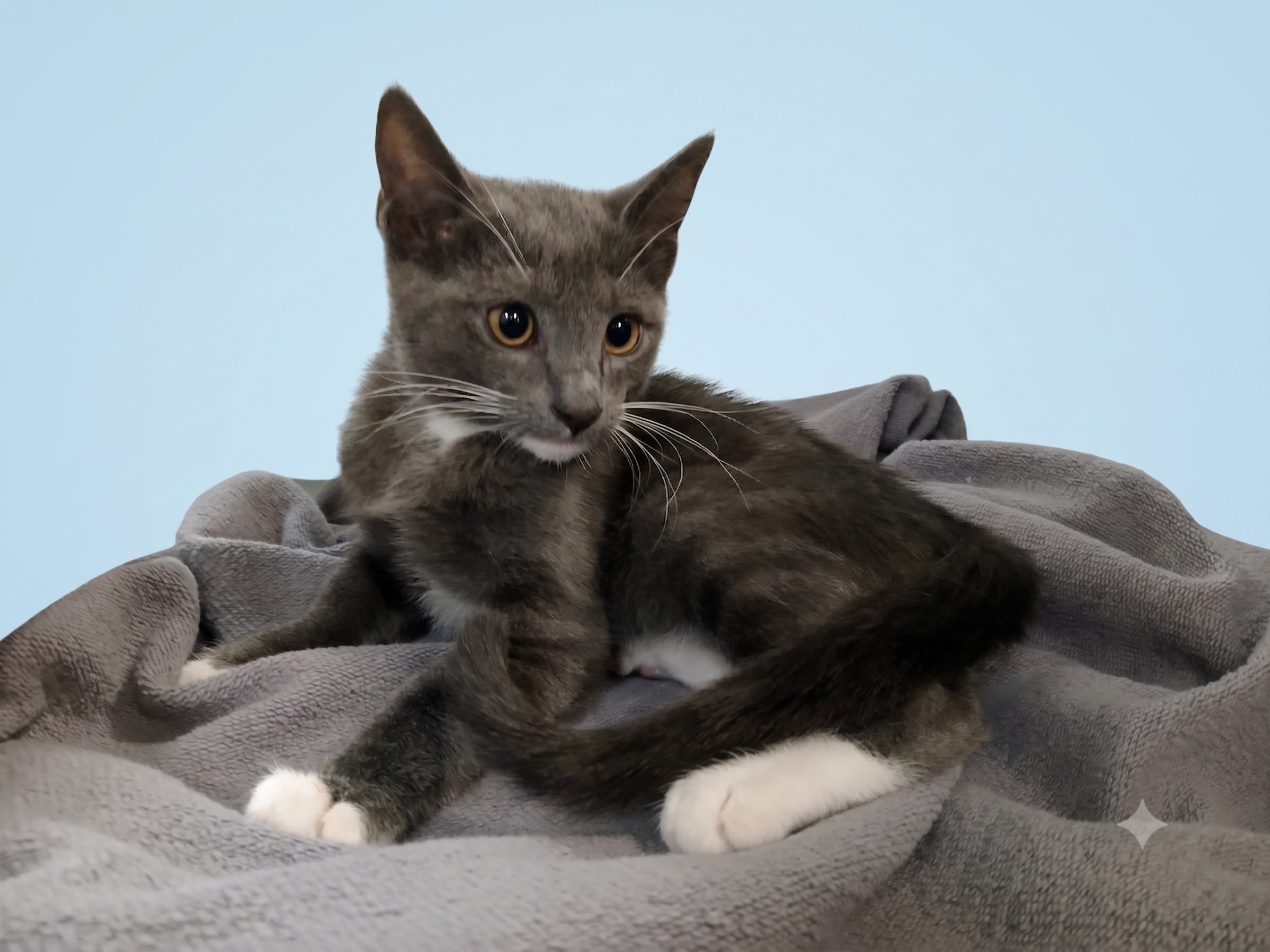 Shelter Stray Male Cat last seen , 1850 W 60th St, Los Angeles, CA 90047, USA
