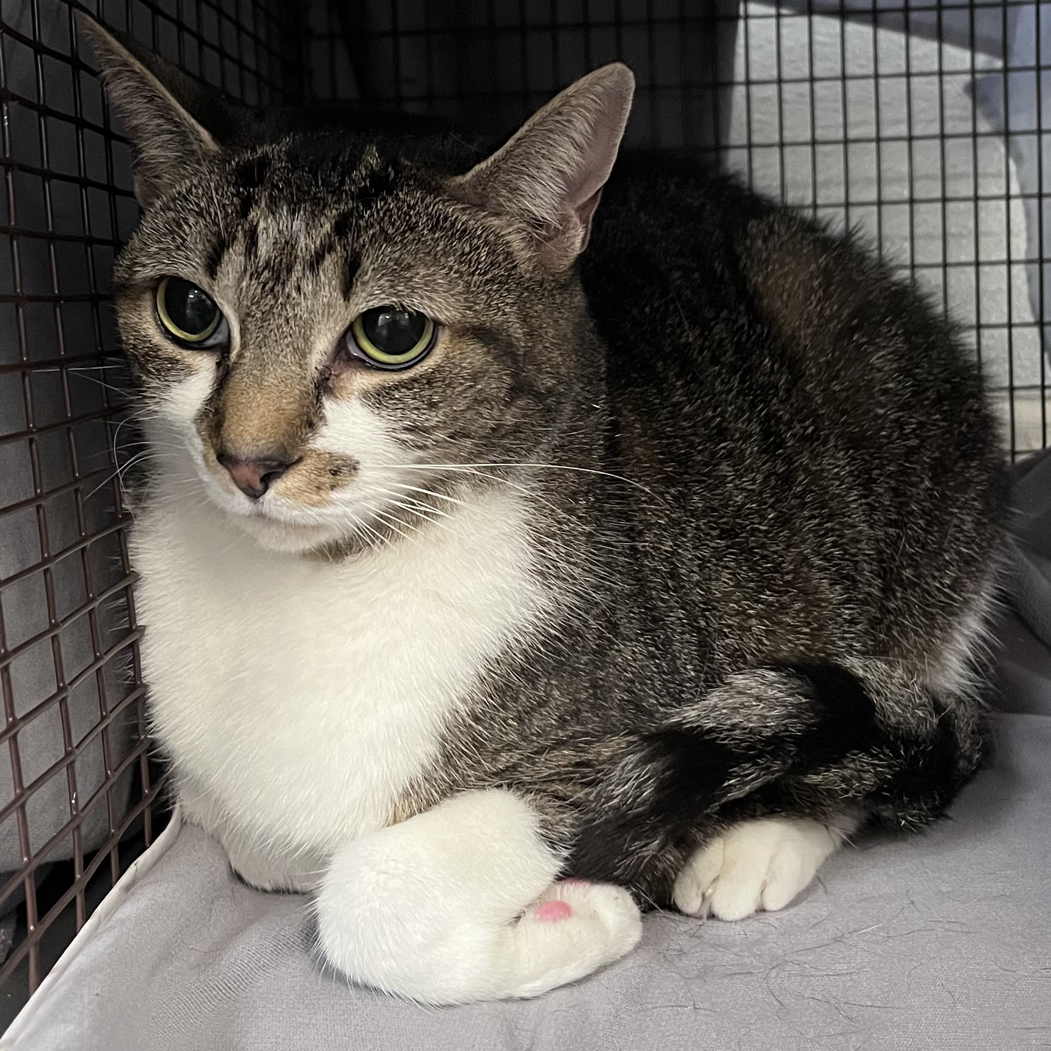Shelter Stray Female Cat last seen , 1850 W 60th St, Los Angeles, CA 90047, USA