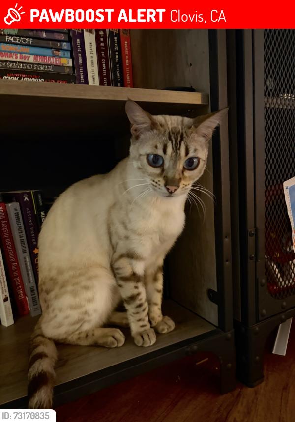 Lost Female Cat last seen Minnewawa and teague, Clovis, CA 93619