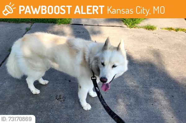 Found/Stray Female Dog last seen N. Brighton Ave & NE 63rd St, Kansas City, MO 64119
