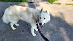 Found/Stray Female Dog last seen N. Brighton Ave & NE 63rd St, Kansas City, MO 64119