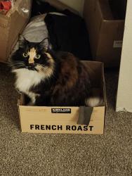 Lost Female Cat last seen South Rhodefer and east washington, Sequim, WA 98382