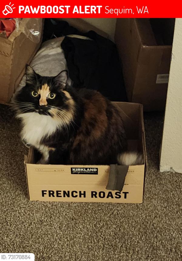 Lost Female Cat last seen South Rhodefer and east washington, Sequim, WA 98382