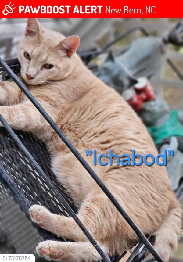 Lost Male Cat last seen Pine Valley Dr heading towards Carmel Ln Greenbrier, New Bern, NC 28562