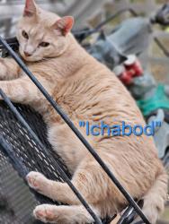 Lost Male Cat last seen Pine Valley Dr heading towards Carmel Ln Greenbrier, New Bern, NC 28562