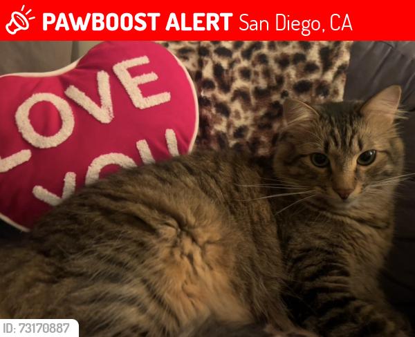 Lost Male Cat last seen SDSU, San Diego, CA 92115