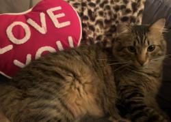 Lost Male Cat last seen SDSU, San Diego, CA 92115