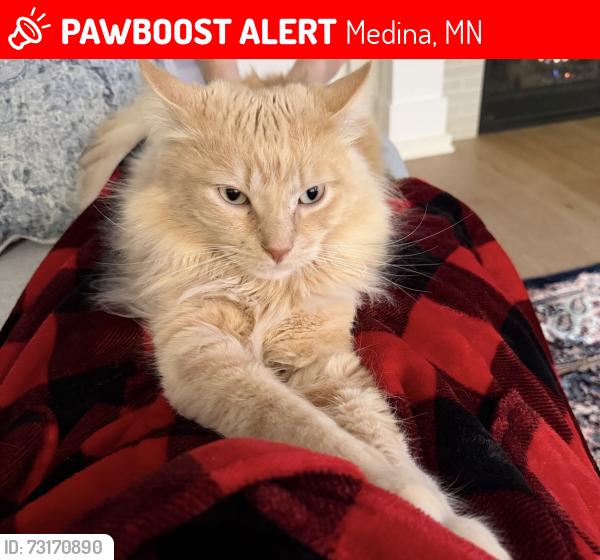 Lost Male Cat last seen Hwy 55 @ Mohawk dr, Medina, MN 55340