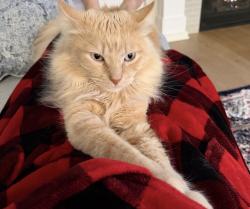 Lost Male Cat last seen Hwy 55 @ Mohawk dr, Medina, MN 55340