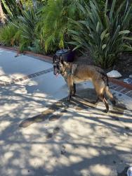 Reunited Female Dog last seen Blackhawk Street and Tampa Avenue, Los Angeles, CA 91324