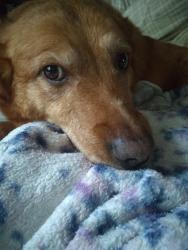 Lost Female Dog last seen Main city park, Gresham, OR 97080