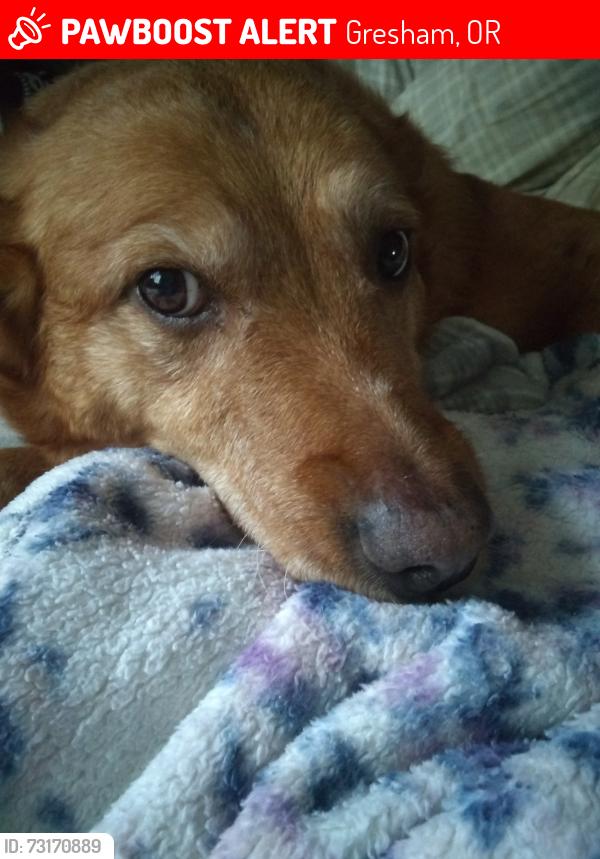 Lost Female Dog last seen Main city park, Gresham, OR 97080