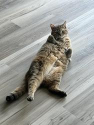 Lost Female Cat last seen Life song church, Duncan, SC 29334