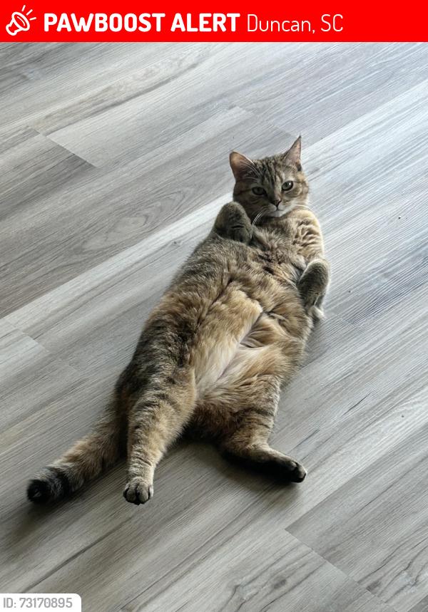 Lost Female Cat last seen Life song church, Duncan, SC 29334
