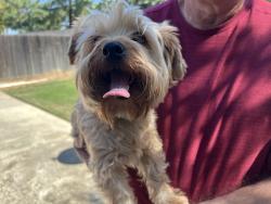 Found/Stray Unknown Dog last seen Corneila and Sierra, Fresno, CA 93722