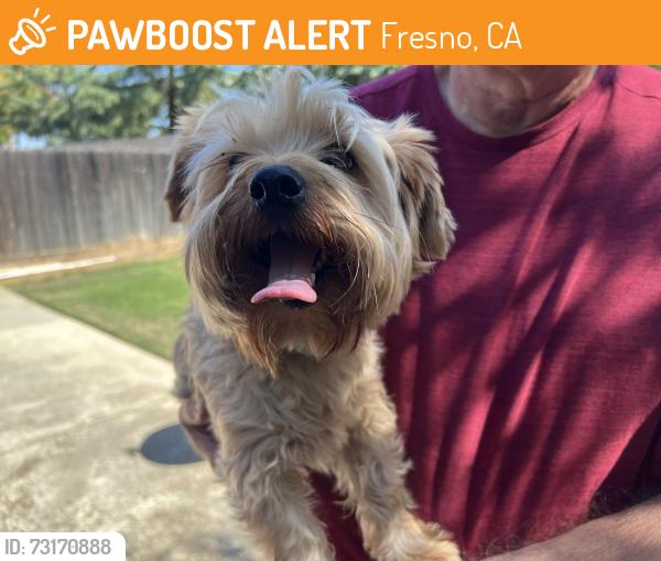 Found/Stray Unknown Dog last seen Corneila and Sierra, Fresno, CA 93722