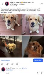 Lost Male Dog last seen Westside high school, Columbus Road, Heath Road,, Macon, GA 31206