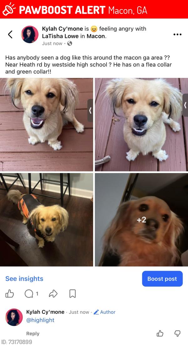Lost Male Dog last seen Westside high school, Columbus Road, Heath Road,, Macon, GA 31206