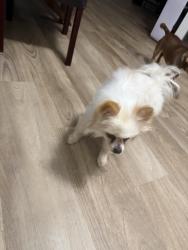 Found/Stray Female Dog last seen On Binyon street by south hill elementary school, Fort Worth, TX 76133