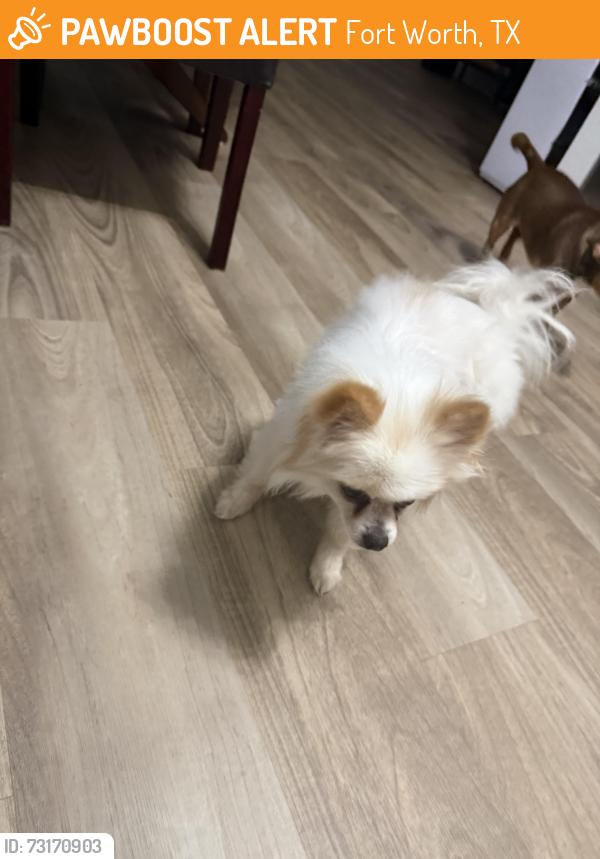Found/Stray Female Dog last seen On Binyon street by south hill elementary school, Fort Worth, TX 76133