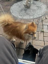 Reunited Male Dog last seen 12th and 13th, Wichita, KS 67203