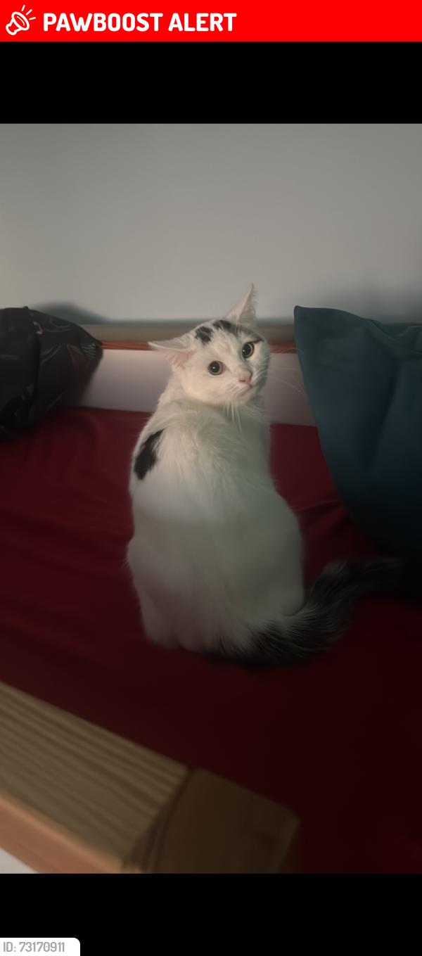 Lost Female Cat last seen Frank Whipple place, Greater London, England 