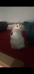 Lost Female Cat last seen Frank Whipple place, Greater London, England 