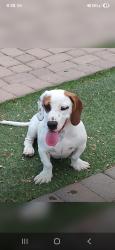 Reunited Female Dog last seen Found near Sundance Parkway and Rainbow Road in Buckeye, AZ, Buckeye, AZ 85326