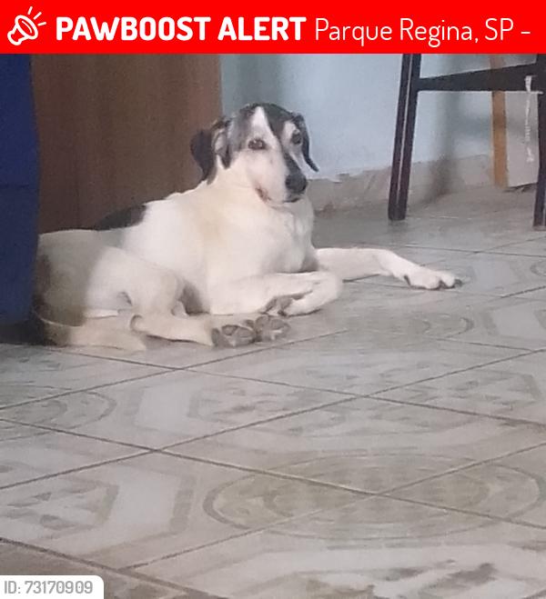 Lost Male Dog last seen Rua Baltazar veloze da Silva Parque Regina, Parque Regina, SP 05775-150